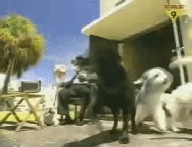 who let the dogs out gif|put on who let the dogs out.